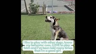 Hi, my name is Sally and I'm currently the longest resident here at the shelter!