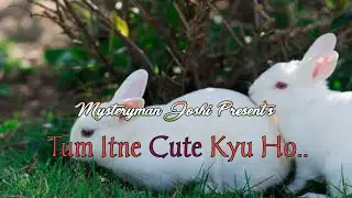 Tum Itne Cute Kyun Ho || Cute Rabbit Couple Chuggu-Muggu || #cuterabbit #animallover #rabbitlover