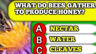 What Do Bees Gather To Produce Honey? Tackle These 1 General Knowledge Questions!