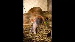 LIVE Calving - Jersey Cow giving birth to bull Calf