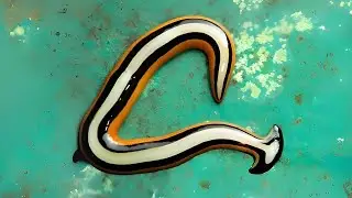 Hammerhead Worm 🪱 The Silent Assassin!