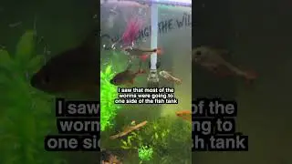 Melting Fish Food 🥶🐠