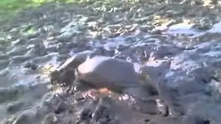 Счастливая собака