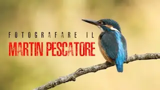 FOTOGRAFARE IL MARTIN PESCATORE - Fotografia naturalistica