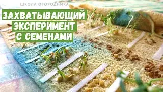 Всхожесть у семян перца / Оцениваю семена 19 сортов перца с разным сроком годности
