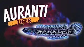 Channa Auranti Tiger Size 6-9 cm Istimewa