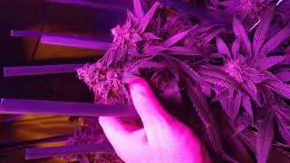 Genetic hunt day 54 girl scout cookies, amnesia haze