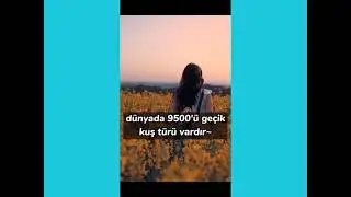 Bilgeseyar hakkında bilgiler🍂💯🔥