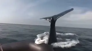 If it were not filmed, no one would believe it #7