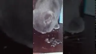 Кот грызет  семечки 😺😺😺