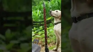 Kung fu master and pet dog subdue lobster and make delicious food