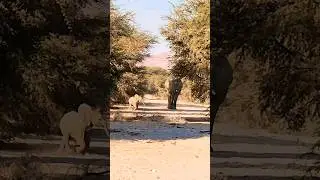 Sowas Kleines Süsses!🐘🐘