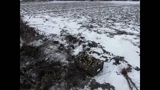 Топинамбур  свежий сочный корм зимой !