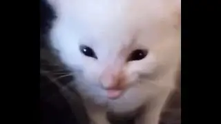 hi herbert original