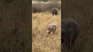 Слоненок еще не научился управлять хоботом 😂 забавное видео