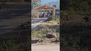 Tiger daily nikalta h Girja DEVI Mandir ke pass se ! Road Cross krta h Tiger #singhaniasafari