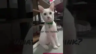 Cat self grooming #shorts #amazingshorts #cat