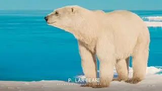 POLAR BEAR | BEAUFORT/ TVC [2020]