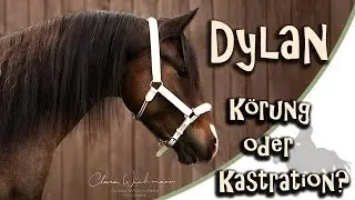 Entscheidung zu Dylan - Körung oder Kastration?