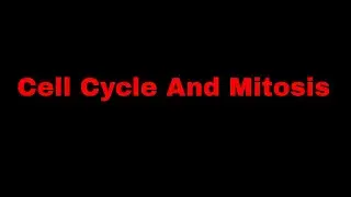 Cell Cycle and Mitosis (School Project)