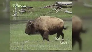FaunaView: Yellowstone Impressions (video only)