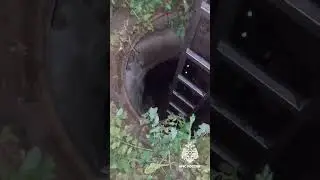 В Кимрах спасатели вытащили упавшего в колодец пса