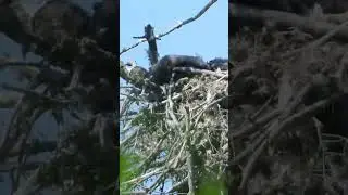 These two fluffy lumps are baby bald eagles - sleeping ❤️🦅❤️ 26 May 2023 