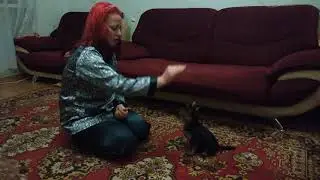 Дрессировка Йорка ,Ники. Команды " сидеть,дай лапу, служить"