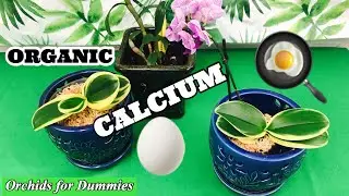 Egg Shells Calcium Fertilizer for Potted Orchid Plants