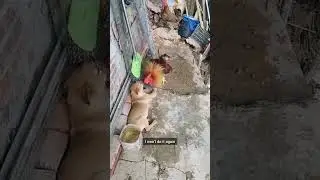 Hen and Dog Fight