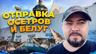 Отправка осетров и белуг на Москву