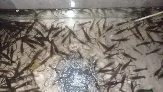 Эксперимент!!!