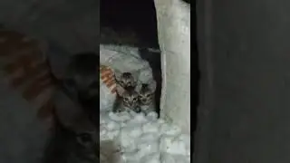 cute kittens on cotton 