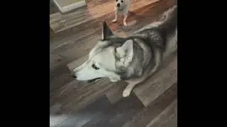 EMERGENCY!🚨