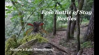 Epic Battle of Stag Beetles: Clash of Titans in the Wild