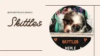 Skittles