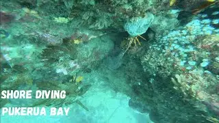 AWESOME SHORE DIVE! | WELLINGTON WEST COAST