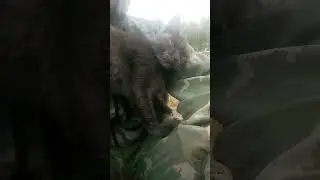 БЕСПРИЗОРНАЯ КОШКА