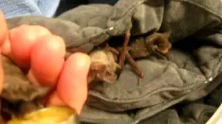 BatWorldSanctuary - 2013 orphaned free tailed bats