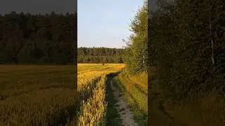 Лосі .