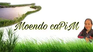 Moendo Capim para as  novilhas 🐮🐮🌿