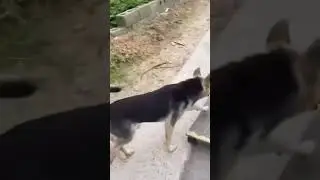 #dog