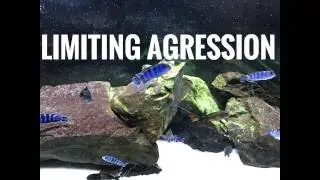 Limiting Cichlid Agression (4K)