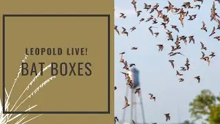 Leopold Live: Bat Boxes