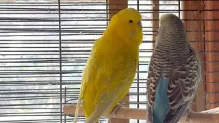 Budgie Breeding Update - Bye Mango