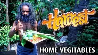 Home Tree Harvesting | Mango Harvesting | Cherry Fruit Harvesting | Drums stic Harvesting
