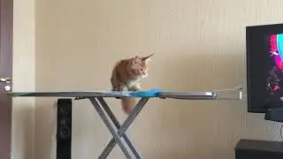Мейнкун прыгун