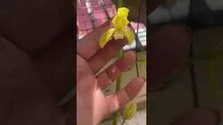 Lâu không Ol trò truyện với các bác hôm hai hôm nữa em tái xuất chia sẻ ki nhà làm ra