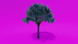 Trees Green Screen - Palm Trees 1