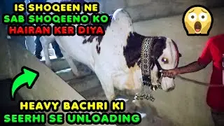 ROOFTOP SETUP | COWS UNLOADING BY STAIRS | SHOUQ KI BEHTREEN MISAL | Cattle Market Karachi